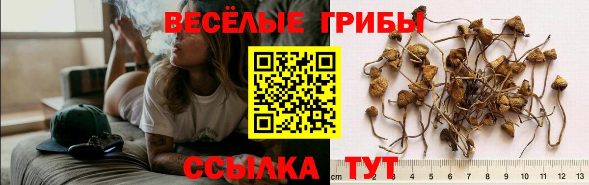 Псилоцибиновые грибы Psilocybe  Псилоцибиновые грибы Magic Shrooms  Славгород  Вход с VPN 